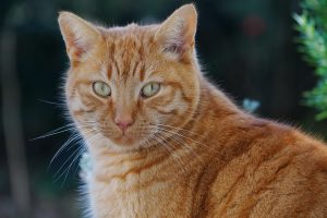 Mein Name ist Mausmann